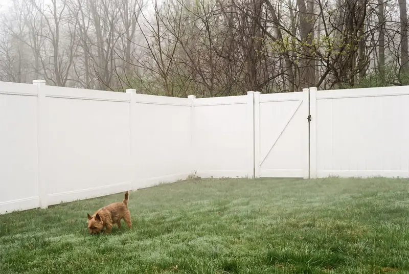 Small terrier in a back yard enclosed by a 6 ft white vinyl privacy fence with a closed gate, wooded edge beyond